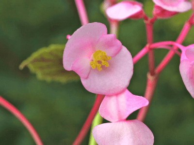 滅入るほど草青みゐて死が近し